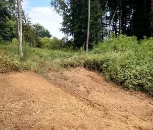 Forst als Mulch ausgebracht vor einem Walstück